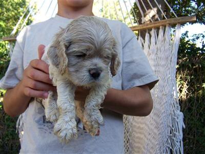 American Cocker Spaniel Puppies for Sale